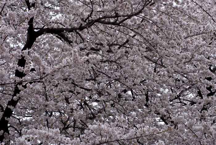 hanami 2010 shinjuku gyoen